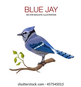 Blue Jay