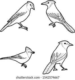 Blue Jay Animal Vector Illustration Hand Drawn Cartoon Art
