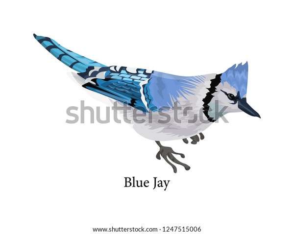 カラフルな羽を持つ青いジェイ鳥 くちばしと青い翼を持つ動物 美しい生き物 分離型フラットベクターイラスト のベクター画像素材 ロイヤリティフリー