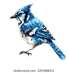 Blaue Jay-Vogelgrafik, Aquarell-Look, einzeln, weißer Hintergrund