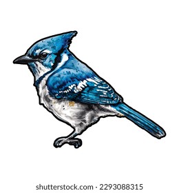 Blue jay bird illustration watercolor look, isolated, white background