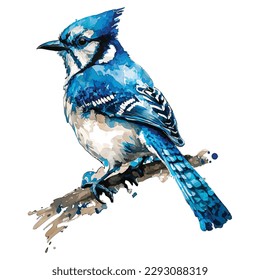 Blue jay bird illustration watercolor look, isolated, white background