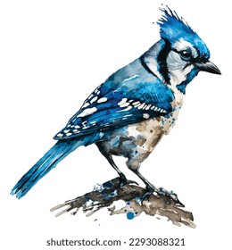 Blue jay bird illustration watercolor look, isolated, white background