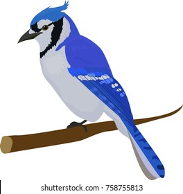 Blue jay bird. Isolated on white background.