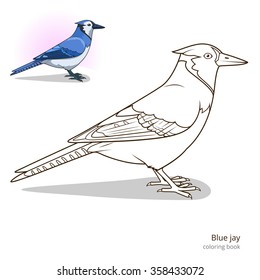 Blue Jay Drawing Images Stock Photos Vectors Shutterstock