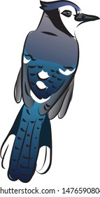 Blue jay bird on white background