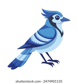 blue jay bird  on a white background