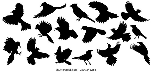 Blue jay bird silhouette collection