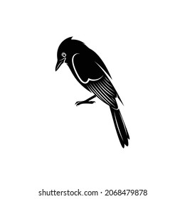 Blue jay bird silhouette vector illustration design with creative shape