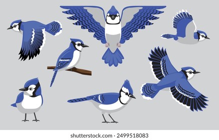 Blue Jay Vogel Verschiedene Posen Cartoon Vektor Charakter