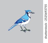 Blue Jay bird vector artwork