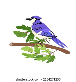 Blue jay bird. Vector flat style illustration. Isolated on white background.