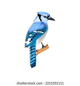Blue Jay Bird Vector Illustration
