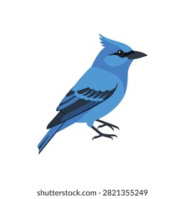Blue Jay Bird Vector