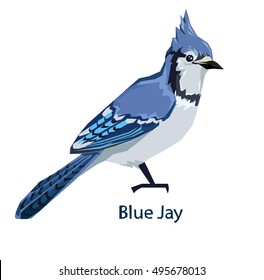 Blue Jay Vector Art & Graphics