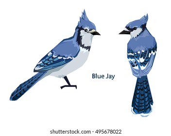 Blue Jay bird Vector Illustration, bird vector