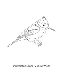 blue jay coloring pages vector design
