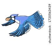 Blue jay flies with a nut in its beak isolate on a white background. Vector graphics.