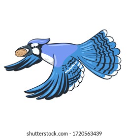 Blue jay flies with a nut in its beak isolate on a white background. Vector graphics.