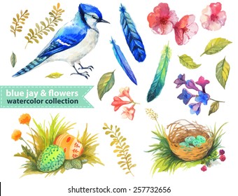 Blue jay and flowers collection for beautiful design