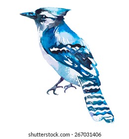 Blue jay isolated on a white background. Watercolor. Vector.