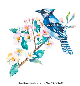 Blue jay isolated on a white background. It'S Spring. Spring flowers.Watercolor.Vector.