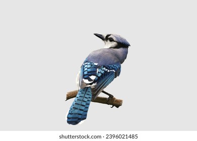 Blue Jay on bird bath with vector