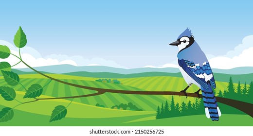 Blue Jay on a branch in summer country landscape