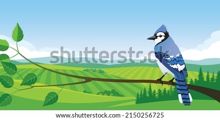 Blue Jay on a branch in summer country landscape ストックフォト © 