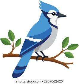 Blue jay perched branch