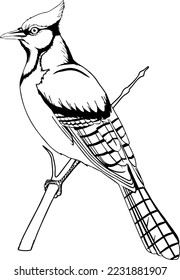 Blue Jay Perched Vector Illustration