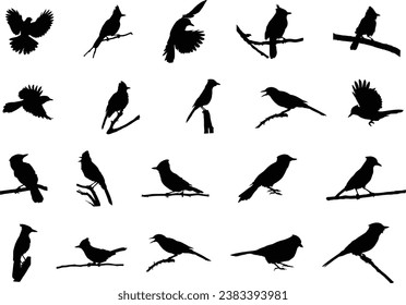 Blue jay silhouette, Blue jay birds silhouette, Birds silhouette, Blue jay vector illustration