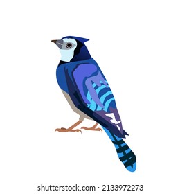 Blue Jay was standing with his back and looking to the side.Isolated vector illustration on a white background.