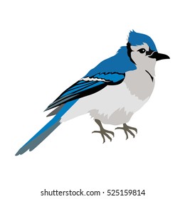 Blue Jay Clipart Images, Free Download