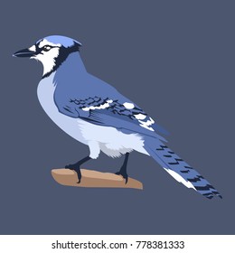 Blue Jay Vector Illustration. Bird Vector