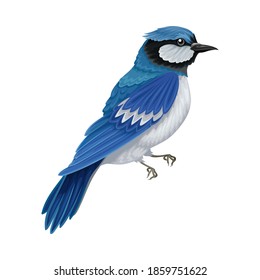 Blue Jay as Warm-blooded Vertebrates or Aves with Feathers and Toothless Beaked Jaw Vector Illustration
