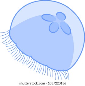 Blue jellyfish or Aurelia aurita on white background