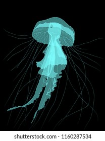 Blue jellyfish on black background, vector illustration