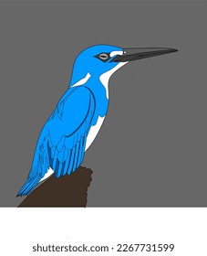 Blue kingfisher bird vector. Rare birds are almost extinct