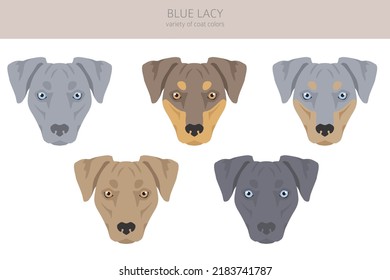 Blue Lacy clipart. Different coat colors and poses set.  Vector illustration