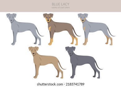 Blue Lacy clipart. Different coat colors and poses set.  Vector illustration