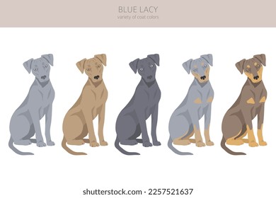 Blue Lacy clipart. Different coat colors and poses set.  Vector illustration