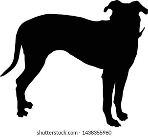 Blue Lacy Dog, Silhouette, North America