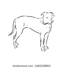 Azul Lacy, perro, boceto de Vector