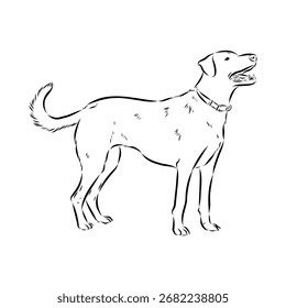 Azul Lacy, perro, boceto de Vector