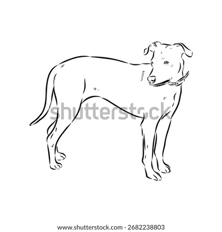 Blue Lacy, dog, vector sketch