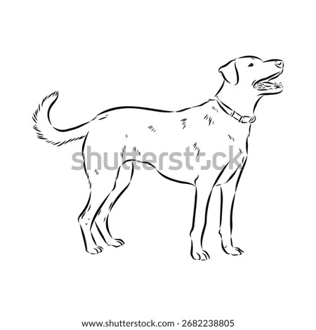 Blue Lacy, dog, vector sketch