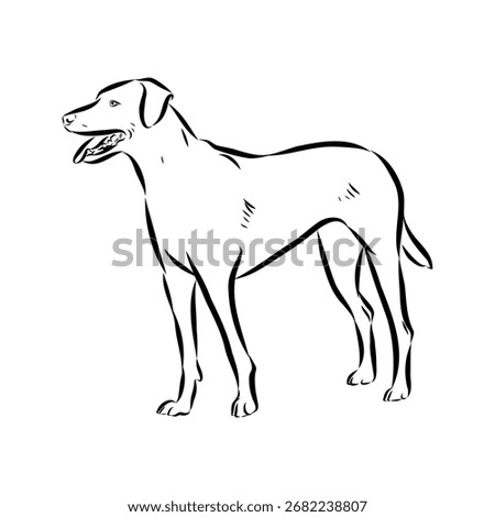 Blue Lacy, dog, vector sketch
