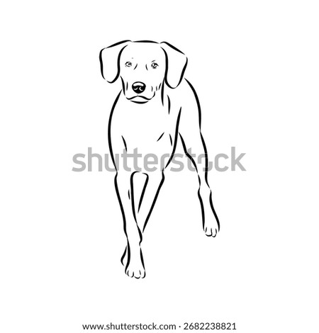 Blue Lacy, dog, vector sketch