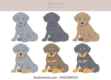 Blue Lacy puppy clipart. Different coat colors and poses set.  Vector illustration